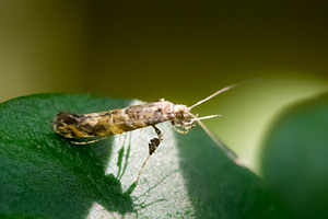 Gracillaria syringella (Gracillariidae)  Nord [France] 24/06/2014 - 40m