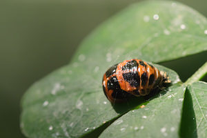 Harmonia axyridis (Coccinellidae)  - Coccinelle asiatique, Coccinelle arlequin - Harlequin ladybird, Asian ladybird, Asian ladybeetle Nord [France] 15/06/2014 - 40m