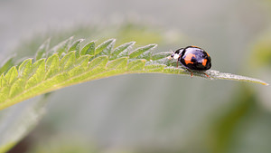 Harmonia axyridis (Coccinellidae)  - Coccinelle asiatique, Coccinelle arlequin - Harlequin ladybird, Asian ladybird, Asian ladybeetle Nord [France] 28/06/2014 - 20m