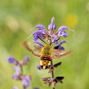 Hemaris fuciformis (Sphingidae)  - Sphinx gazé, Sphinx du Chèvrefeuille - Broad-bordered Bee Hawk Aveyron [France] 01/06/2014 - 640m