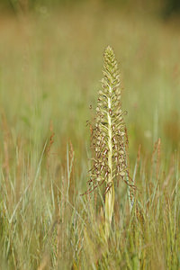 Himantoglossum hircinum (Orchidaceae)  - Himantoglosse bouc, Orchis bouc, Himantoglosse à odeur de bouc - Lizard Orchid Allier [France] 08/06/2014 - 200m