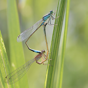 Ischnura elegans Agrion élégant Blue-tailed Damselfly