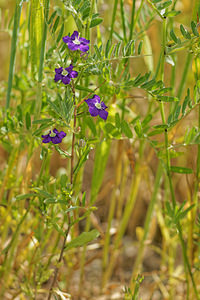 Legousia speculum-veneris (Campanulaceae)  - Légousie miroir-de-Vénus, Miroir-de-Vénus, Spéculaire miroir-de-Vénus - Large Venus's-looking-glass Aveyron [France] 06/06/2014 - 640m