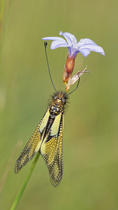 Libelloides coccajus (Ascalaphidae)  - Ascalaphe soufré Aveyron [France] 03/06/2014 - 820m