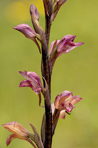 Limodorum abortivum (Orchidaceae)  - Limodore avorté, Limodore sans feuille, Limodore à feuilles avortées Aveyron [France] 04/06/2014 - 680m