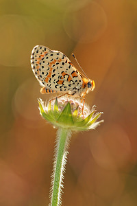 Melitaea didyma (Nymphalidae)  - Mélitée orangée - Spotted Fritillary Aveyron [France] 05/06/2014 - 730m