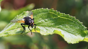 Mesembrina meridiana (Muscidae)  Nord [France] 26/06/2014 - 40m