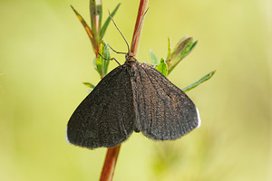 Odezia atrata Ramoneur, Tanagre du Cerfeuil Chimney Sweeper