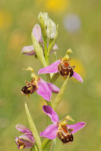 Ophrys apifera (Orchidaceae)  - Ophrys abeille - Bee Orchid Aveyron [France] 02/06/2014 - 390m