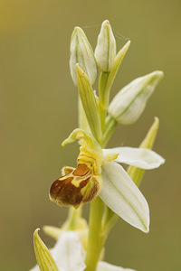 Ophrys apifera (Orchidaceae)  - Ophrys abeille - Bee Orchid Aveyron [France] 02/06/2014 - 590m