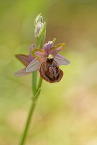 Ophrys aveyronensis Ophrys de l'Aveyron