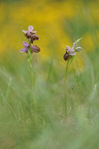 Ophrys aveyronensis (Orchidaceae)  - Ophrys de l'Aveyron Aveyron [France] 01/06/2014 - 670m