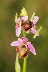 Ophrys aveyronensis (Orchidaceae)  - Ophrys de l'Aveyron Aveyron [France] 03/06/2014 - 790m