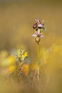 Ophrys aveyronensis Ophrys de l'Aveyron