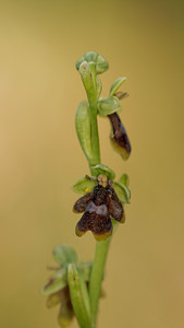 Ophrys aymoninii (Orchidaceae)  - Ophrys d'Aymonin Aveyron [France] 03/06/2014 - 800m