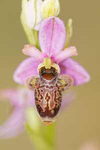 Ophrys x bernardii (Orchidaceae)  - Ophrys de BernardOphrys aveyronensis x Ophrys scolopax. Aveyron [France] 02/06/2014 - 580m