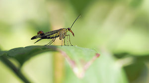 Panorpa vulgaris (Panorpidae)  Nord [France] 26/06/2014 - 40m