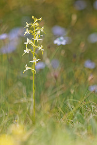 Platanthera bifolia (Orchidaceae)  - Platanthère à deux feuilles, Platanthère à fleurs blanches - Lesser Butterfly-orchid Aveyron [France] 03/06/2014 - 830m