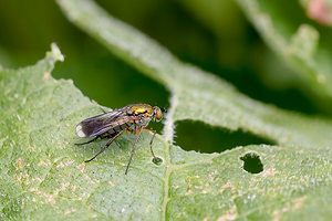 Poecilobothrus nobilitatus (Dolichopodidae)  Nord [France] 28/06/2014 - 20m