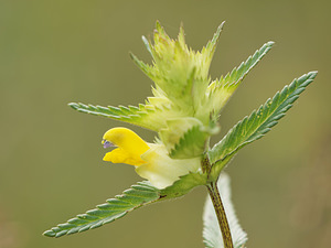 Rhinanthus angustifolius (Orobanchaceae)  - Rhinanthe à feuilles étroites, Rhinanthe à grandes fleurs - Greater Yellow-rattle Aveyron [France] 03/06/2014 - 820m