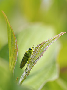 Rhogogaster viridis