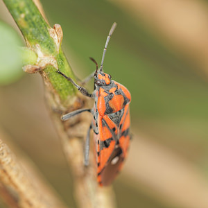 Spilostethus pandurus (Lygaeidae)  Aveyron [France] 02/06/2014 - 590m