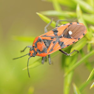 Spilostethus pandurus (Lygaeidae)  Aveyron [France] 02/06/2014 - 590m