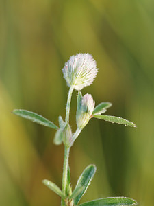 Trifolium arvense (Fabaceae)  - Trèfle des champs, Trèfle Pied-de-lièvre, Pied-de-lièvre - Hare's-foot Clover Allier [France] 08/06/2014 - 200m