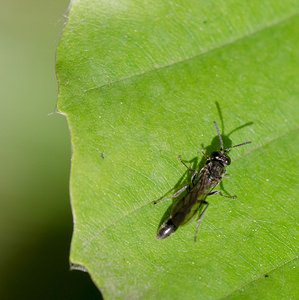 Trypoxylon figulus (Crabronidae)  - Black Wood Borer Wasp Nord [France] 21/06/2014 - 40m