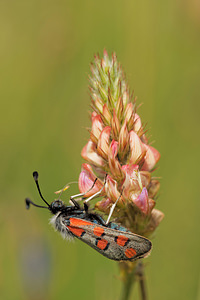 Zygaena rhadamanthus (Zygaenidae)  - Zygène de l'Esparcette, Zygène de la Dorycnie, Zygène cendrée, Zygène rhadamanthe - Algarve Burnet Aveyron [France] 02/06/2014 - 390m