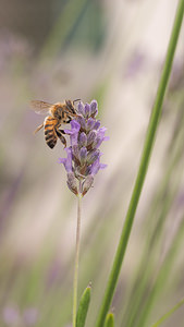 Apis mellifera ligustica (Apidae)  Marne [France] 19/07/2014 - 100m