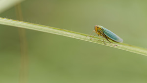 Cicadella viridis (Cicadellidae)  - Cicadelle verte - Green leafhopper Dinant [Belgique] 12/07/2014 - 480m