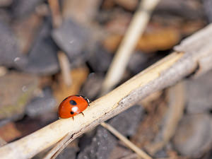 Coccinella quinquepunctata (Coccinellidae)  - Five-spot Ladybird Nord [France] 14/07/2014 - 40m