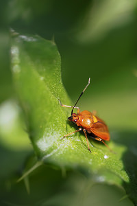 Deraeocoris ruber (Miridae)  Nord [France] 02/07/2014 - 30m