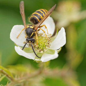 Dolichovespula sylvestris (Vespidae)  - Guêpe des bois - Tree Wasp Dinant [Belgique] 12/07/2014 - 490m