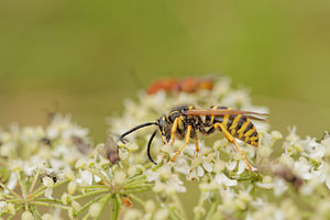 Dolichovespula sylvestris (Vespidae)  - Guêpe des bois - Tree Wasp Dinant [Belgique] 12/07/2014 - 490m