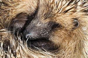 Erinaceus europaeus (Erinaceidae)  - Hérisson d'Europe - West European Hedgehog Nord [France] 02/07/2014 - 20m