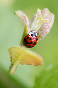 Harmonia axyridis (Coccinellidae)  - Coccinelle asiatique, Coccinelle arlequin - Harlequin ladybird, Asian ladybird, Asian ladybeetle Nord [France] 01/07/2014 - 40m