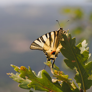 Iphiclides podalirius (Papilionidae)  - Flambé - Scarce Swallowtail Ardeche [France] 24/07/2014 - 340m
