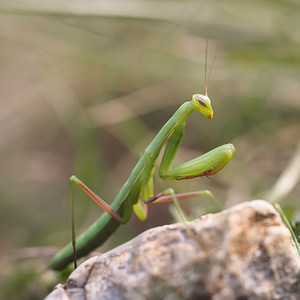 Mantis religiosa (Mantidae)  - Mante religieuse - Praying Mantis Ardeche [France] 24/07/2014 - 270m