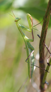 Mantis religiosa (Mantidae)  - Mante religieuse - Praying Mantis Ardeche [France] 24/07/2014 - 350m