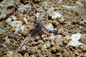 Orthetrum cancellatum (Libellulidae)  - Orthétrum réticulé - Black-tailed Skimmer Marne [France] 19/07/2014 - 190m