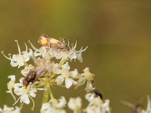 Pammene aurana (Tortricidae)  Dinant [Belgique] 12/07/2014 - 490m