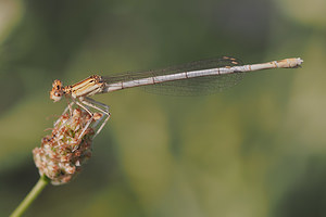 Platycnemis latipes (Platycnemididae)  - Agrion blanchâtre Drome [France] 24/07/2014 - 40m