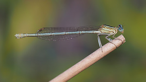 Platycnemis pennipes (Platycnemididae)  - Agrion à larges pattes, Pennipatte bleuâtre - White-legged Damselfly, Blue featherleg Drome [France] 24/07/2014 - 40m