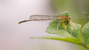 Platycnemis pennipes (Platycnemididae)  - Agrion à larges pattes, Pennipatte bleuâtre - White-legged Damselfly, Blue featherleg Marne [France] 19/07/2014 - 190m