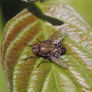 Pollenia rudis (Calliphoridae)  - Mouche des greniers Nord [France] 01/07/2014 - 40m