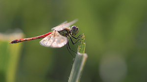 Sympetrum depressiusculum (Libellulidae)  - Sympétrum déprimé Drome [France] 24/07/2014 - 50m