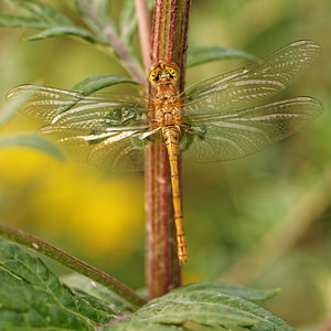 Sympetrum striolatum (Libellulidae)  - Sympétrum fascié - Common Darter  [France] 19/07/2014 - 170m