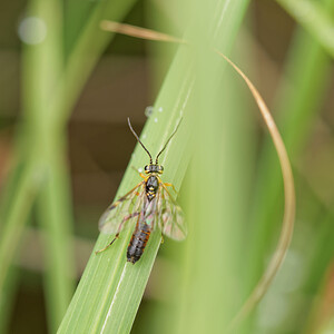 Tenthredopsis nassata (Tenthredinidae)  - Mouche-à-scie perlée, Mouche-à-scie fauve à point jaune Dinant [Belgique] 12/07/2014 - 480m